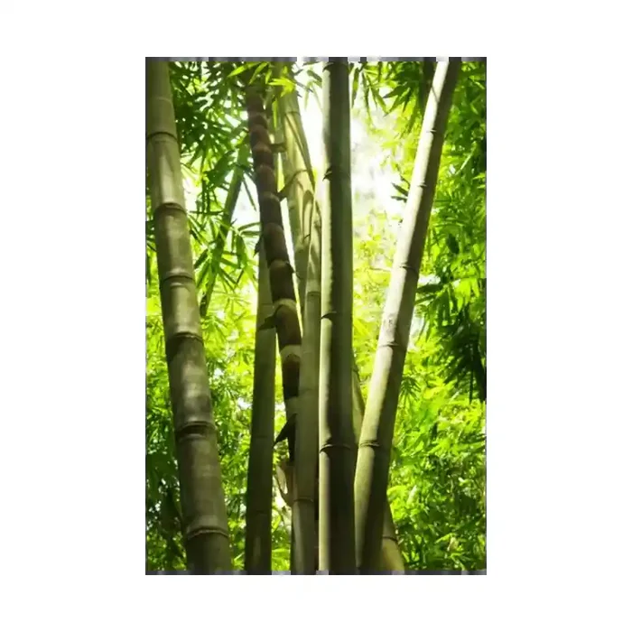 Fotomural Bosque de Bamb FNA005, 180cm. x 270cm., Vinilo Autoadhesivo Mate, Todo Color, Original, 0x0x0x0 cm.