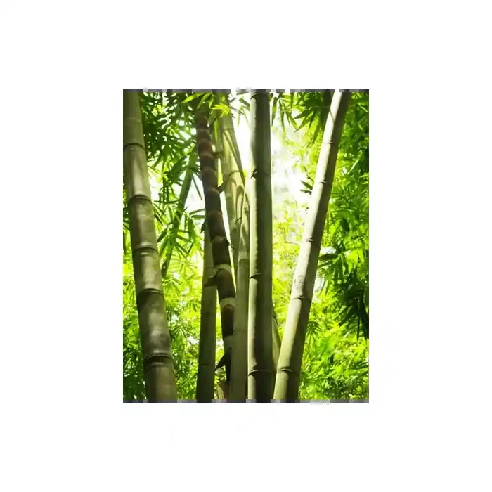 Fotomural Bosque de Bamb FNA005, 199.5cm. x 250cm., Vinilo Autoadhesivo Mate, Todo Color, Original, 0x0x0x50 cm.