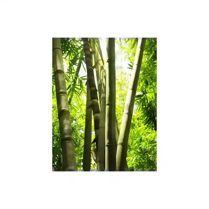 Fotomural Bosque de Bamb FNA005, 199.5cm. x 250cm., Vinilo Autoadhesivo Mate, Todo Color, Original, 0x25x0x25 cm.