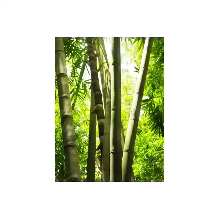 Fotomural Bosque de Bamb FNA005, 199.5cm. x 260cm., Vinilo Autoadhesivo Mate, Todo Color, Original, 0x20x0x20 cm.