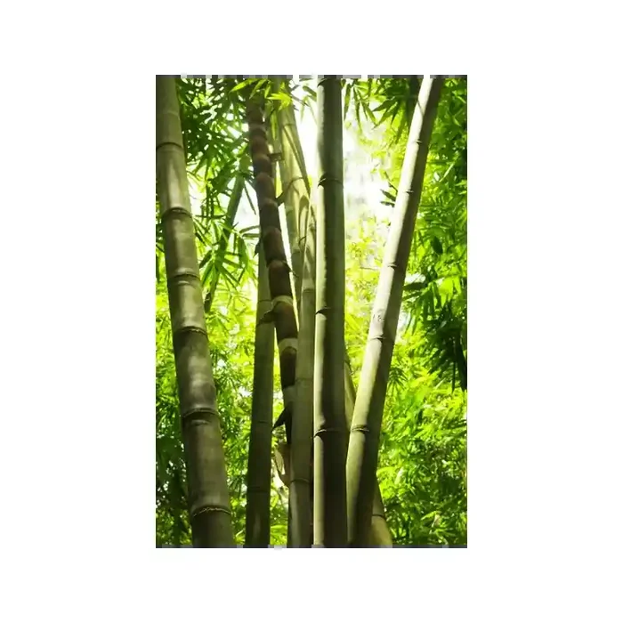 Fotomural Bosque de Bamb FNA005, 199cm. x 298.5cm., Vinilo Autoadhesivo Mate, Todo Color, Original, 0x0.46x0x0.28 cm.