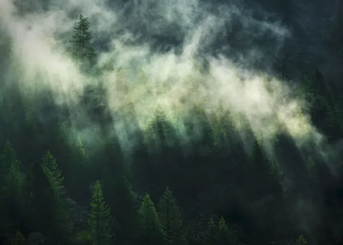 fotomural bosque de niebla verde oscuro de Komar – 611632