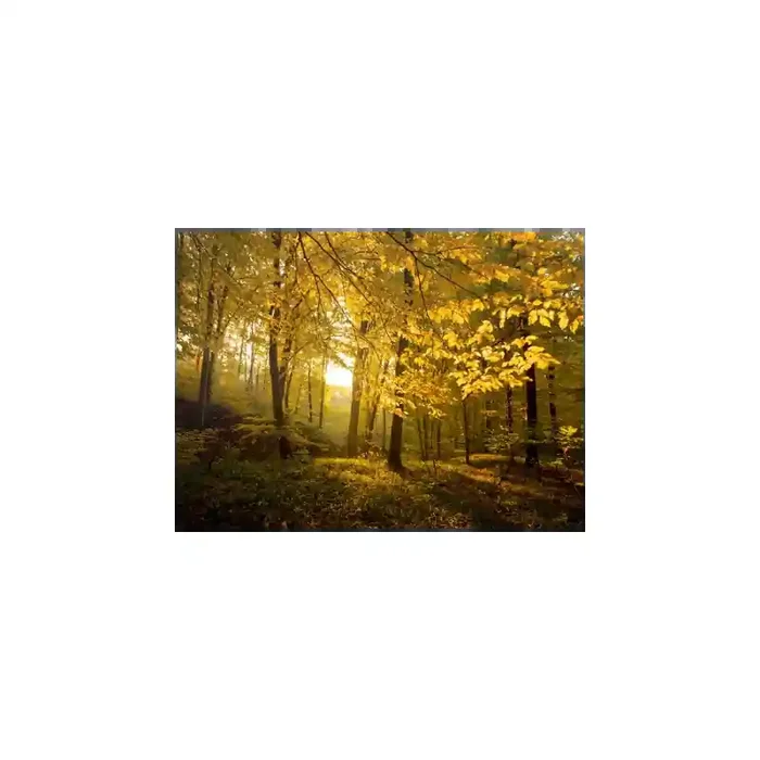 Fotomural Bosque en Otoo FNA010, 100cm. x 73cm., Vinilo Autoadhesivo Mate, Todo Color, Invertir, 0x0x0x0 cm.