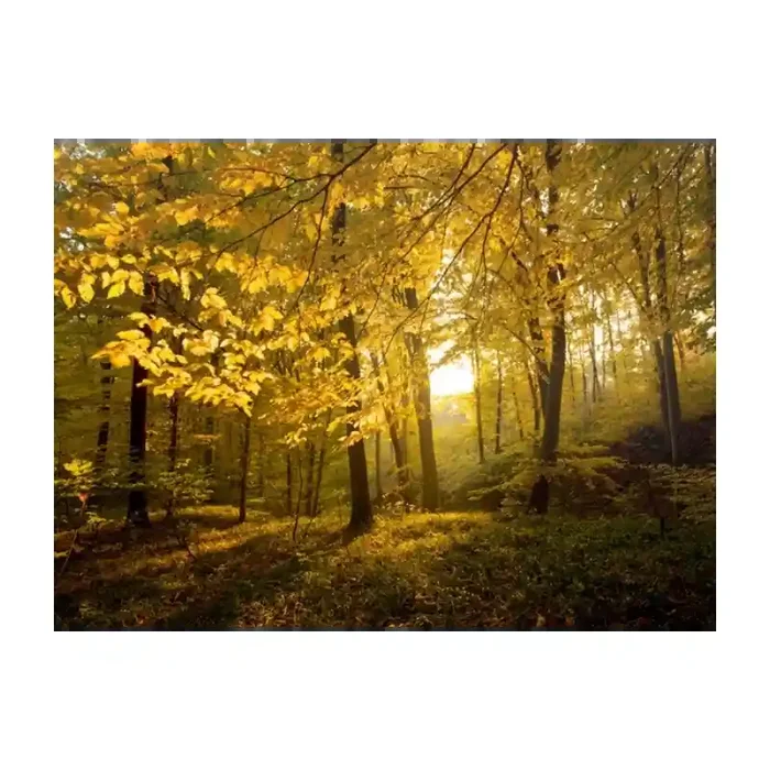 Fotomural Bosque en Otoo FNA010, 175cm. x 127.8cm., Vinilo Autoadhesivo Mate, Todo Color, Original, 0x0x0x0 cm.