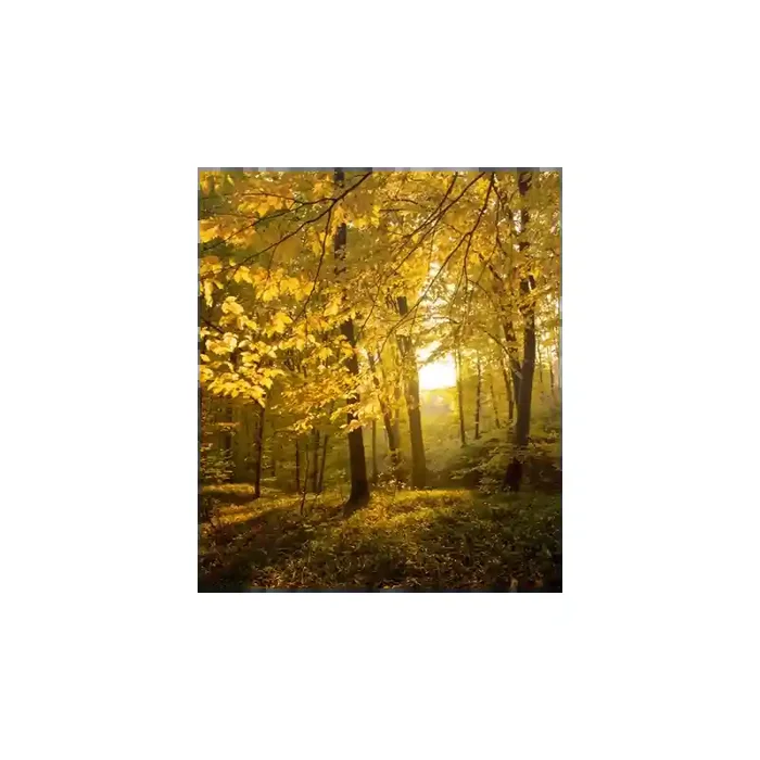 Fotomural Bosque en Otoo FNA010, 190cm. x 220cm., Vinilo Autoadhesivo Mate, Todo Color, Original, 35.11x0x35.11×0 cm.