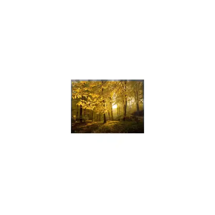 Fotomural Bosque en Otoo FNA010, 195cm. x 142.3cm., Vinilo Autoadhesivo Mate, Todo Color, Original, 0x0x0x0 cm.