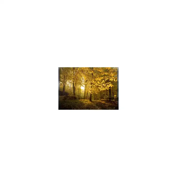Fotomural Bosque en Otoo FNA010, 200cm. x 85cm., Vinilo Autoadhesivo Mate, Todo Color, Invertir, 0x0x0x0 cm.