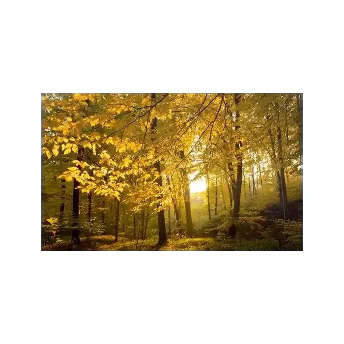 Fotomural Bosque en Otoo FNA010, 265cm. x 160cm., Vinilo Autoadhesivo Mate, Todo Color, Original, 0x0x0x33.45 cm.