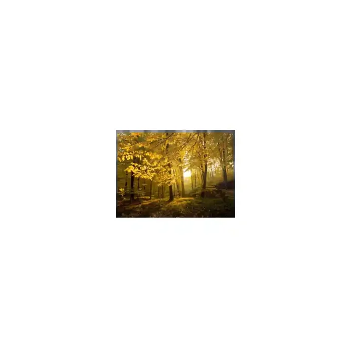 Fotomural Bosque en Otoo FNA010, 300cm. x 300cm., Vinilo Autoadhesivo Mate, Todo Color, Original, 0x0x0x0 cm.