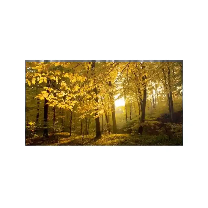 Fotomural Bosque en Otoo FNA010, 410cm. x 220cm., Vinilo Autoadhesivo Mate, Todo Color, Original, 0x39.65x0x39.65 cm.