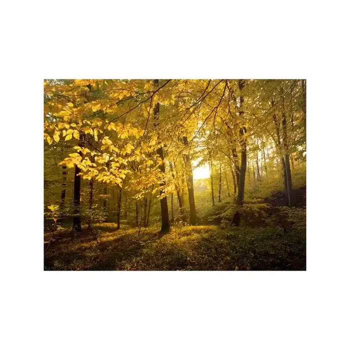 Fotomural Bosque en Otoño FNA010