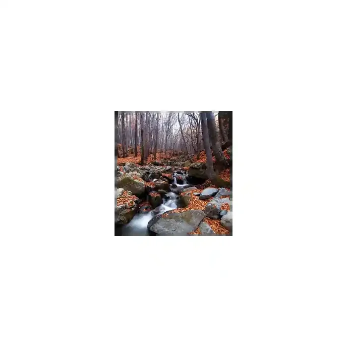 Fotomural Bosque FNA007, 100cm. x 108cm., Vinilo Autoadhesivo Mate, Todo Color, Original, 0x0x0x0 cm.