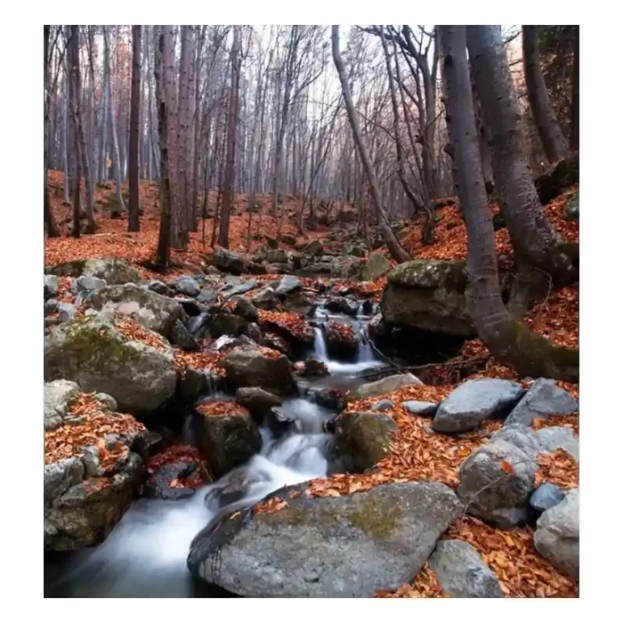 Fotomural Bosque FNA007, 200cm. x 250cm., Vinilo Autoadhesivo Mate, Todo Color, Original, 0x0x0x0 cm.