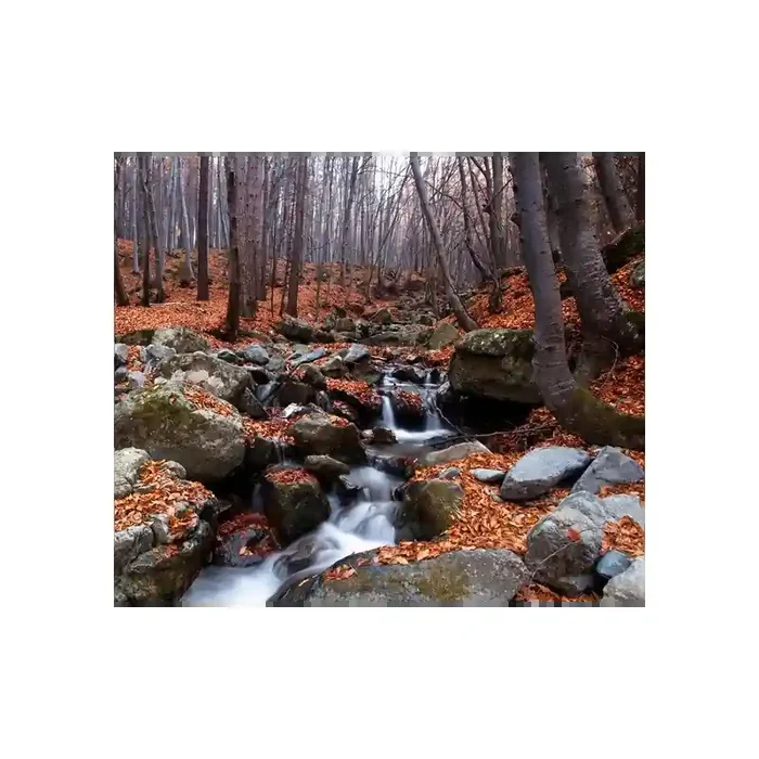Fotomural Bosque FNA007, 279cm. x 235cm., Vinilo Autoadhesivo Mate, Todo Color, Original, 0x32.5x0x32.5 cm.