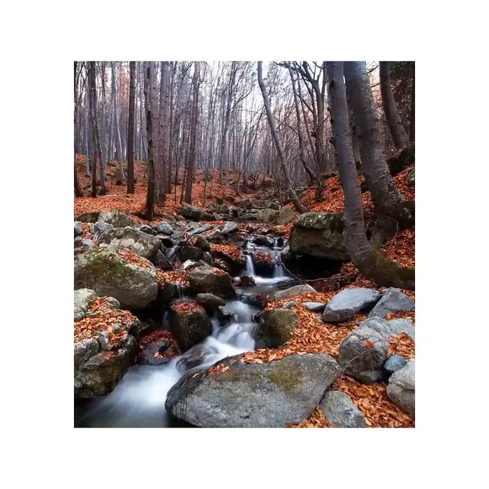 Fotomural Bosque FNA007