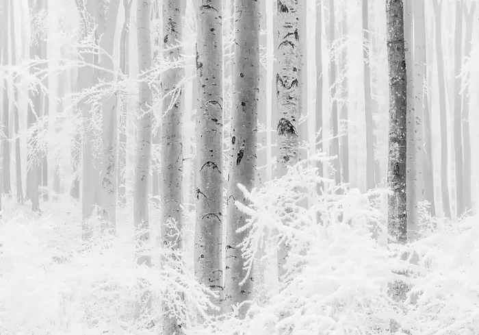 fotomural bosque gris y blanco de Sanders & Sanders – 612450