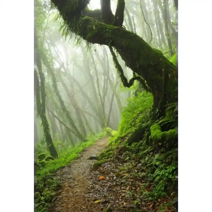 Fotomural Bosque Niebla FPR032, 100cm. x 150cm., Vinilo Autoadhesivo Mate, Todo Color, Original, 0x0x0x0 cm.