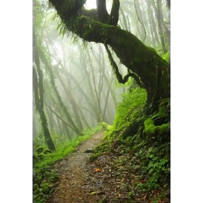 Fotomural Bosque Niebla FPR032, 170cm. x 255.6cm., Vinilo Autoadhesivo Mate, Todo Color, Original, 0x0x0x0 cm.