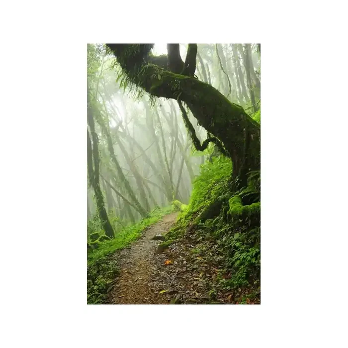 Fotomural Bosque Niebla FPR032