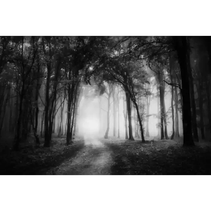 Fotomural Bosque Otoo FPR029, 100cm. x 65cm., Vinilo Autoadhesivo Mate, Blanco y Negro, Original, 0x0x0x0 cm.