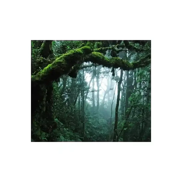 Fotomural Bosque Tropical FPR028, 290cm. x 243cm., Vinilo Autoadhesivo Mate, Todo Color, Original, 18.68x0x18.68×0 cm.