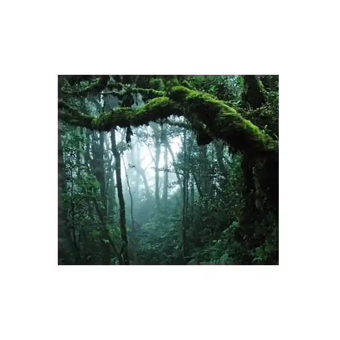 Fotomural Bosque Tropical FPR028, 293cm. x 250cm., Vinilo Autoadhesivo Mate, Todo Color, Invertir, 20.8x0x21.52×0 cm.