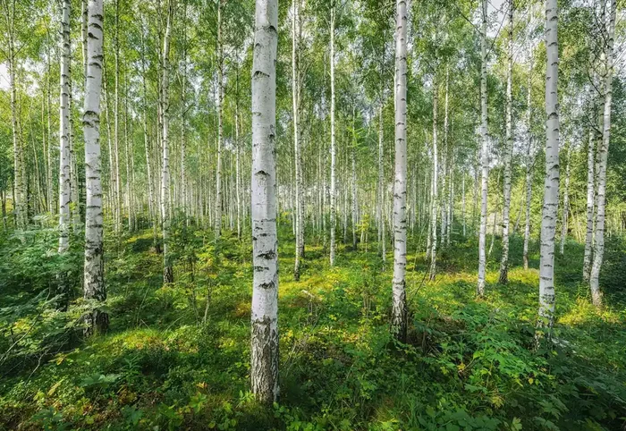 fotomural bosque verde de Komar – 611007