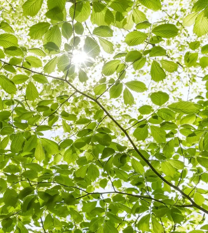 fotomural bosque verde de Sanders & Sanders – 612587