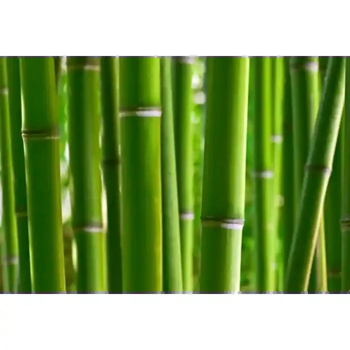 Fotomural Caas de Bamb FNA003, 100cm. x 67cm., Vinilo Autoadhesivo Mate, Todo Color, Invertir, 0x0x0x0 cm.