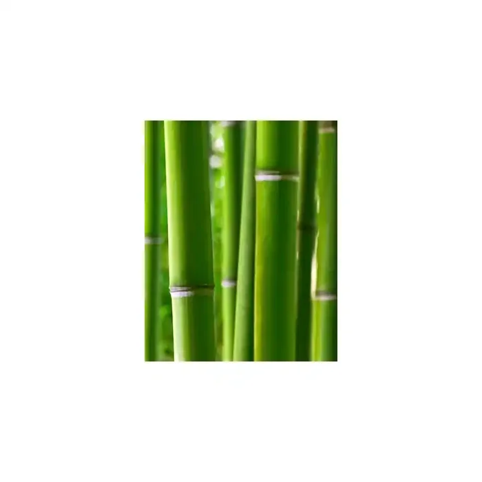 Fotomural Caas de Bamb FNA003, 200cm. x 250cm., Vinilo Autoadhesivo Mate, Todo Color, Original, 46.67x0x46.67×0 cm.