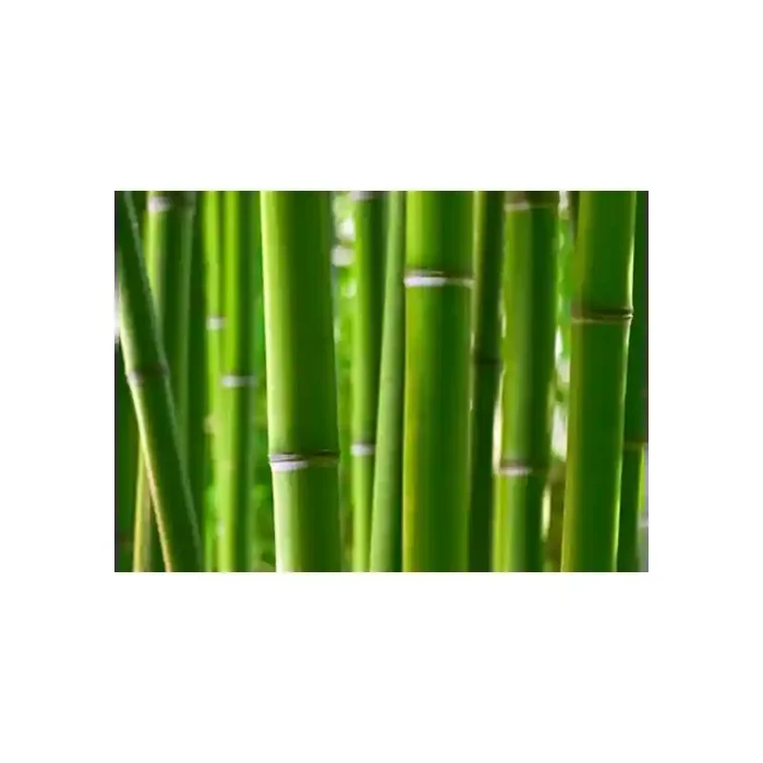 Fotomural Caas de Bamb FNA003, 365cm. x 265cm., Vinilo Autoadhesivo Mate, Todo Color, Original, 14.92x0x14.92×0 cm.