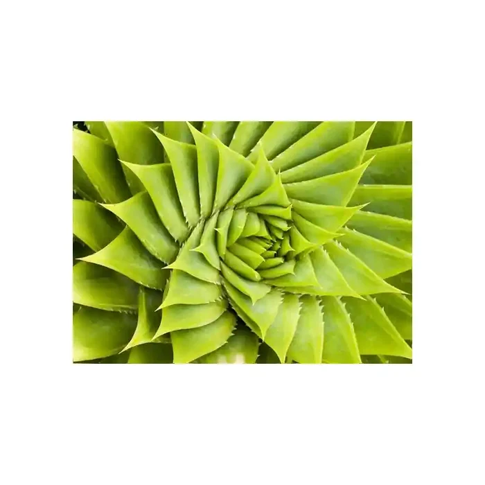 Fotomural Cactus en Simetria FNA009, 350cm. x 250cm., Vinilo Autoadhesivo Mate, Todo Color, Original, 12.07x0x12.07×0 cm.