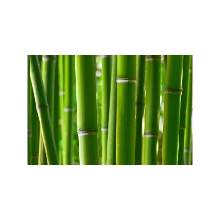 Fotomural Cañas de Bambú FNA003