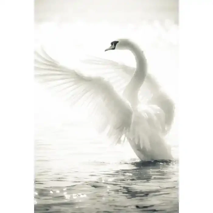 Fotomural Cisne FAN020, 120cm. x 180cm., Vinilo Autoadhesivo Mate, Todo Color, Original, 0x0x0x0 cm.
