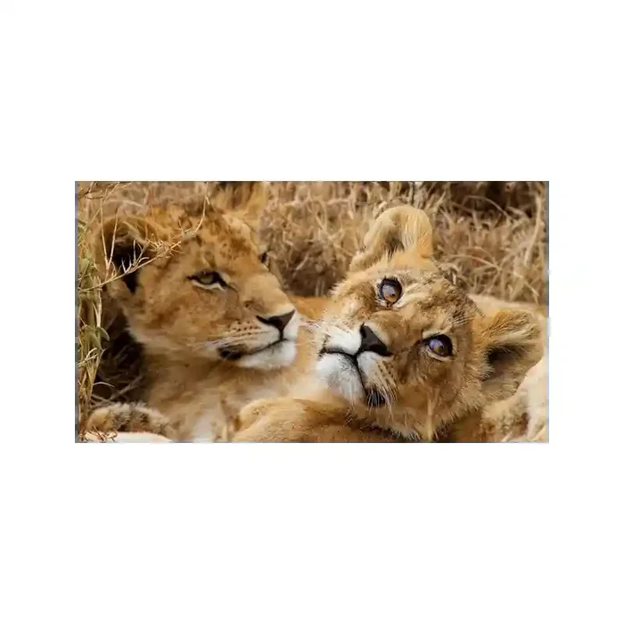 Fotomural Crias Leo FAN016, 180cm. x 100cm., Vinilo Autoadhesivo Mate, Todo Color, Original, 0x10x0x10 cm.
