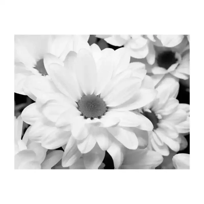 Fotomural Cristantemo FFL005, 195cm. x 146.3cm., Vinilo Autoadhesivo Mate, Blanco y Negro, Original, 0x0x0x0 cm.