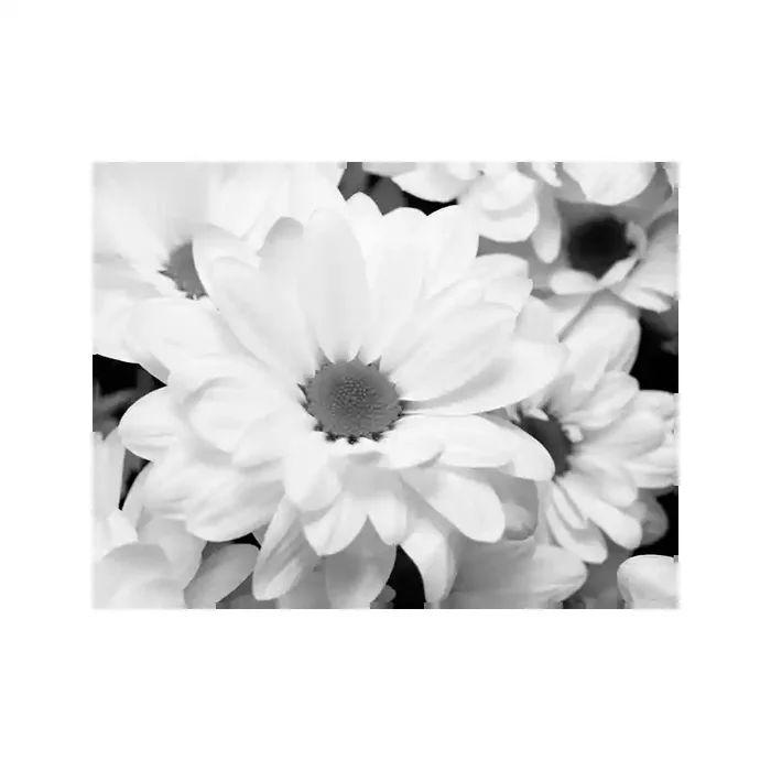 Fotomural Cristantemo FFL005, 220cm. x 165.1cm., Vinilo Autoadhesivo Mate, Blanco y Negro, Original, 0.07x0x0.07×0 cm.