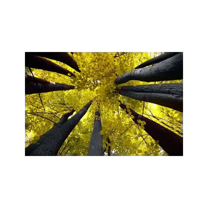 Fotomural Decorativo FV003, 375cm. x 246cm., Vinilo Autoadhesivo Mate, Todo Color, Original, 0x2x0x2 cm.