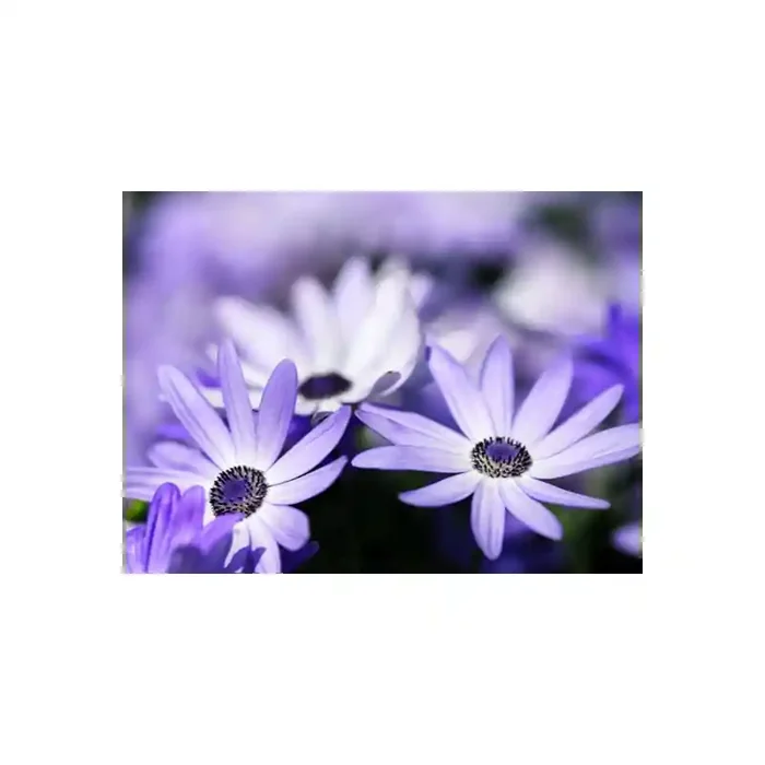 Fotomural Decorativo FV037, 370cm. x 275cm., Vinilo Autoadhesivo Mate, Todo Color, Original, 19.48x0x19.48×0 cm.