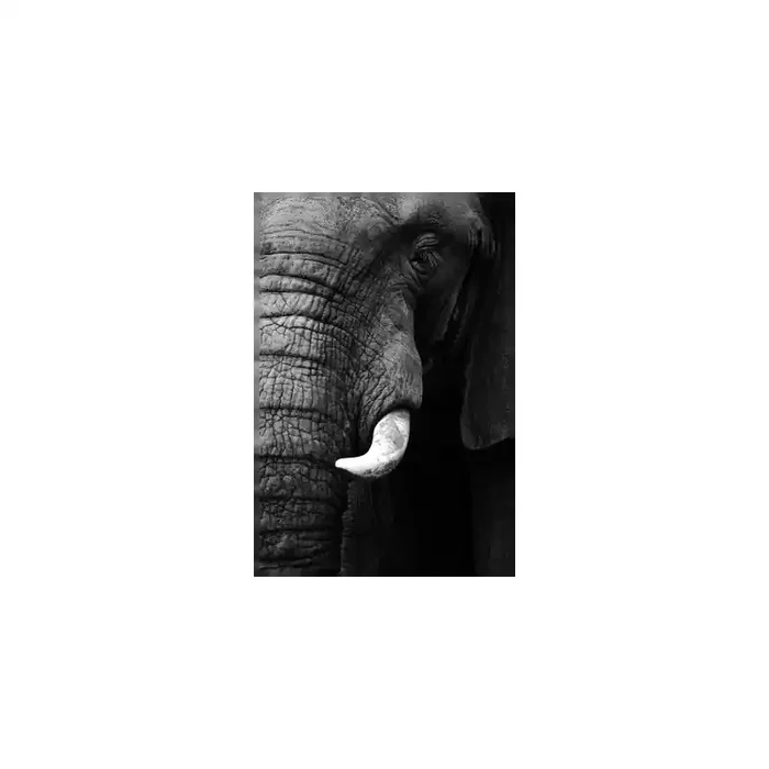 Fotomural Elefante FAN006, 180cm. x 270cm., Vinilo Autoadhesivo Mate, Todo Color, Original, 0x0x0x0 cm.
