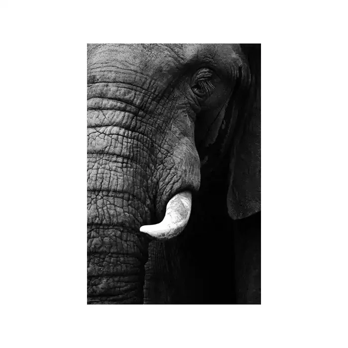Fotomural Elefante FAN006