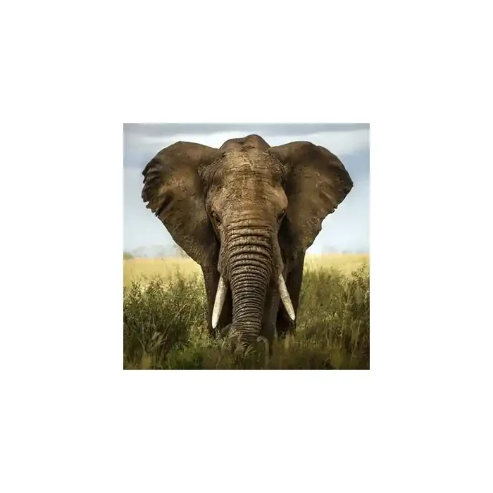Fotomural Elefante FAN034, 100cm. x 100cm., Vinilo Autoadhesivo Mate, Todo Color, Original, 14.84x0x18.66×0 cm.