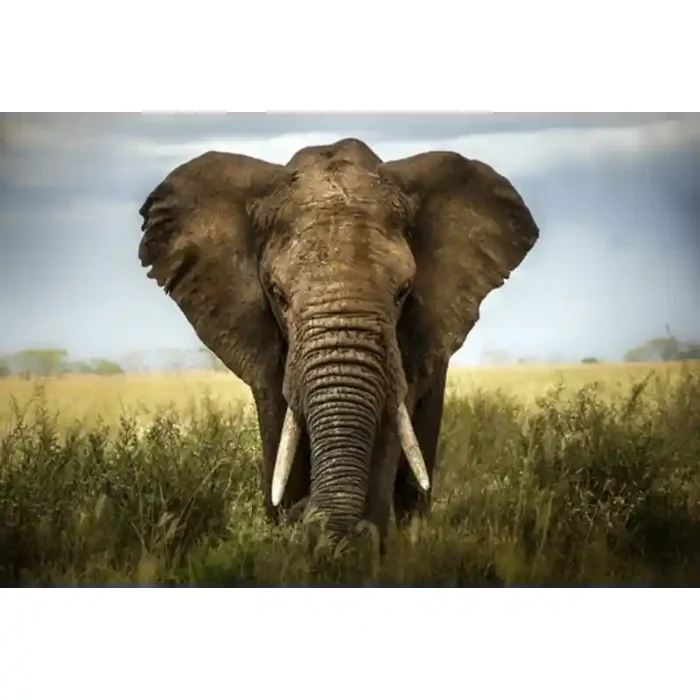 Fotomural Elefante FAN034, 120cm. x 79.8cm., Vinilo Autoadhesivo Mate, Todo Color, Original, 0x0x0x0 cm.