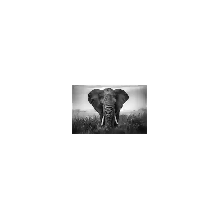 Fotomural Elefante FAN034, 220cm. x 250cm., Vinilo Autoadhesivo Mate, Blanco y Negro, Original, 0x0x0x0 cm.