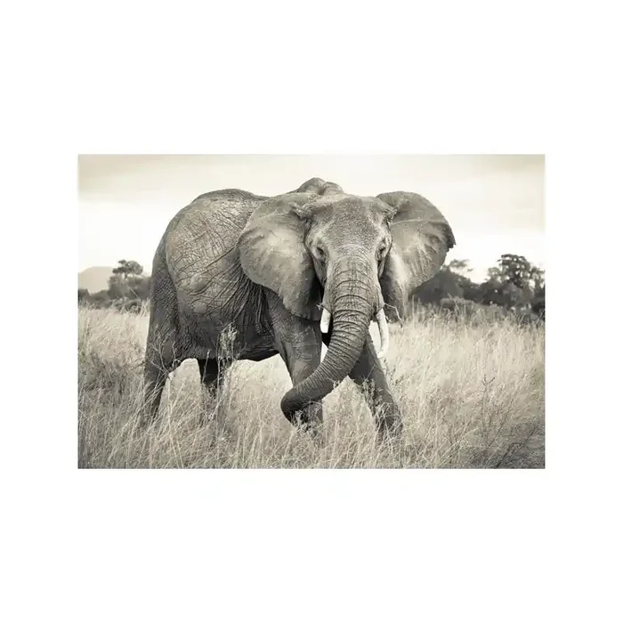 Fotomural ELEPHANT XXL4-529