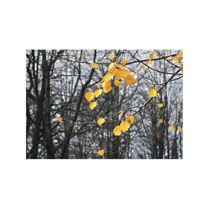Fotomural FALL AUTUMN FT-0316