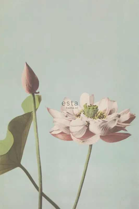fotomural flor de loto rosa viejo de ESTAhome – 158890