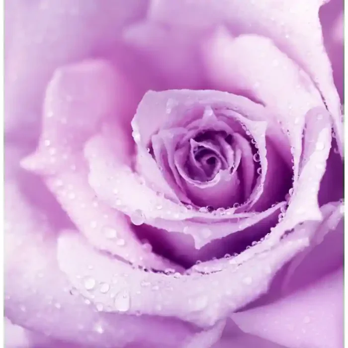 Fotomural Flor Rosa FFL003, 100cm. x 103cm., Vinilo Autoadhesivo Mate, Todo Color, Original, 0x0x0x0 cm.