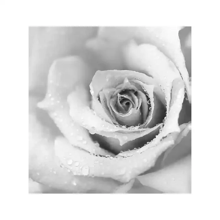 Fotomural Flor Rosa FFL003, 195cm. x 201.4cm., Vinilo Autoadhesivo Mate, Blanco y Negro, Original, 0x0x0x0 cm.