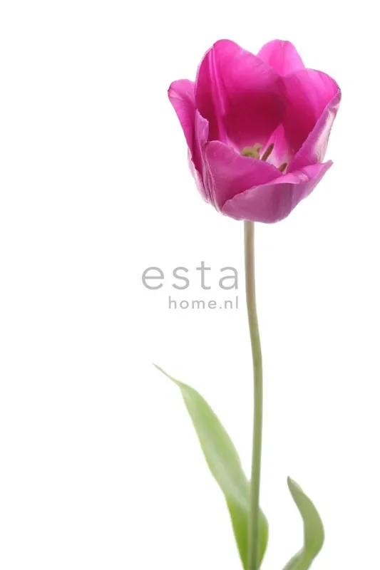 fotomural flor rosa y verde de ESTAhome – 156502